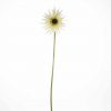 Gerbera Spider Cream 46cm