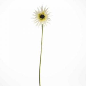 Gerbera Spider Cream 46cm