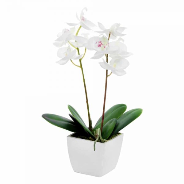Potted Orchid Mini Cream 33cm