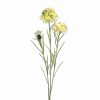 Meadow Cornflower Cream 56cm