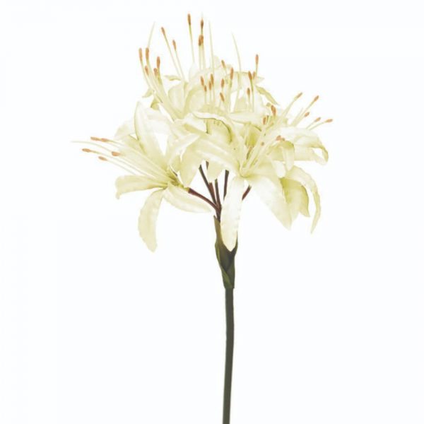 Nerine Cream 70cm