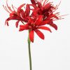 Nerine Red 70cm