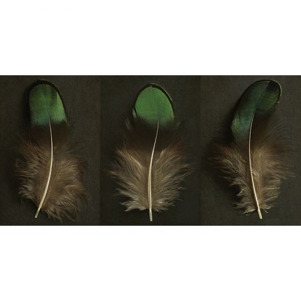 Alyson Fennell Feather Triptych Canvas